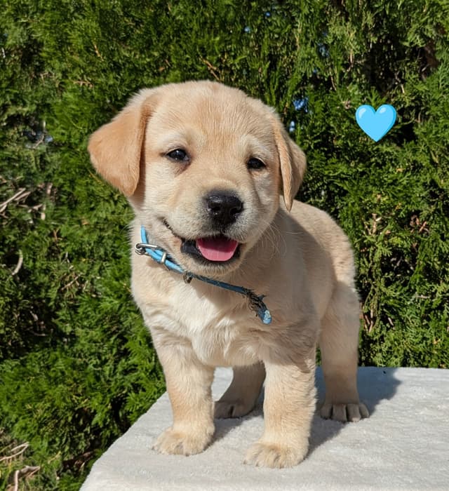 Labrador Retriever Puppies media 22
