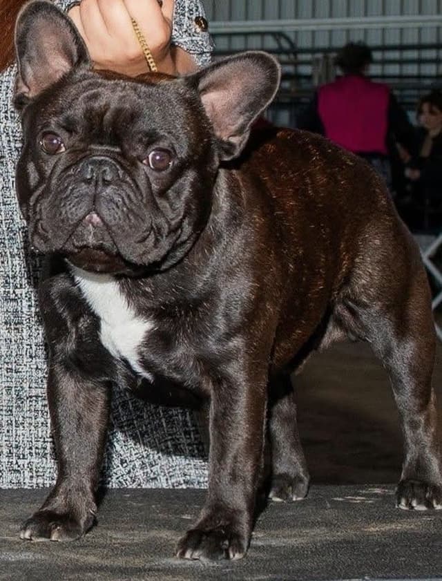 French Bulldog Puppy media 2