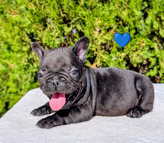 French Bulldog Puppy media 3