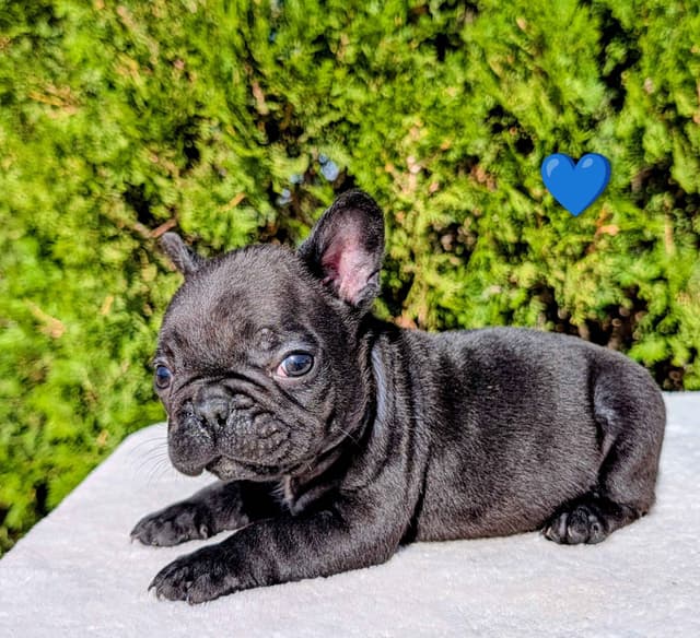 French Bulldog Puppy media 4