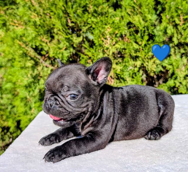 French Bulldog Puppy media 5