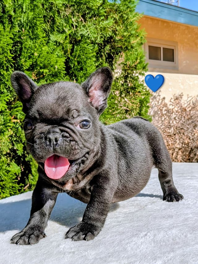 French Bulldog Puppy media 6