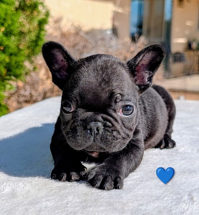 French Bulldog Puppy media 7