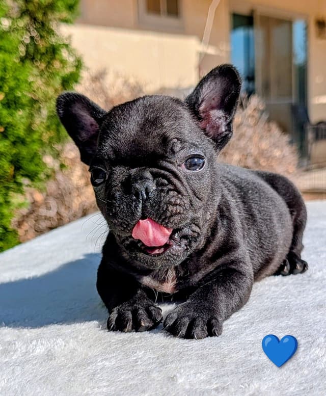 French Bulldog Puppy media 9