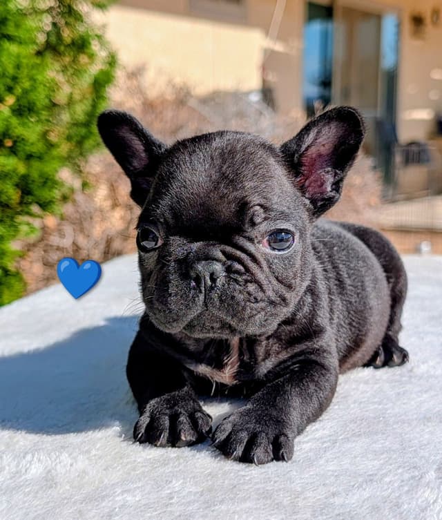 French Bulldog Puppy media 8