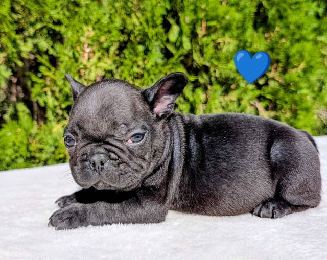 French Bulldog Puppy media 10