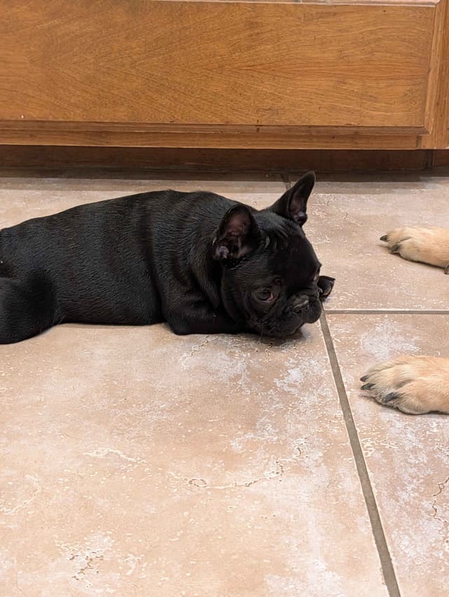 French Bulldog Puppy media 11