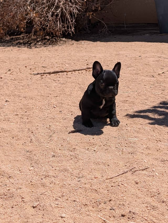 French Bulldog Puppy media 12