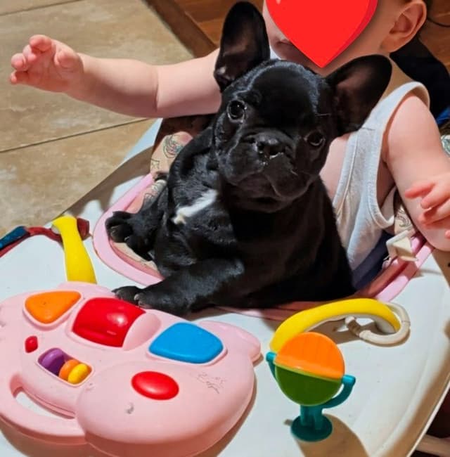 French Bulldog Puppy media 13