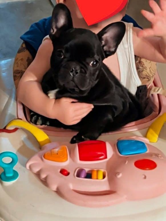 French Bulldog Puppy media 14