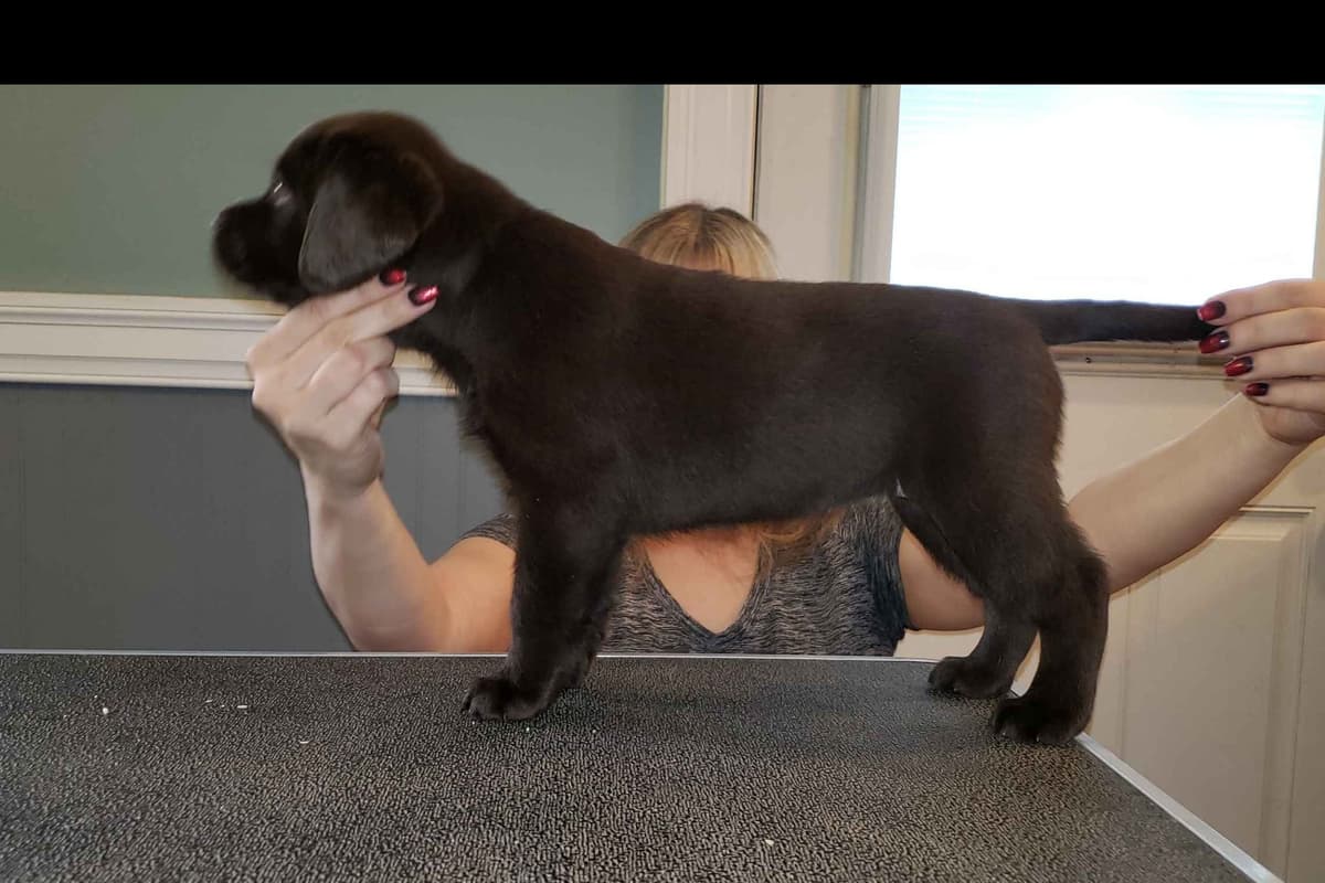 Labrador Retriever Puppies breeder image 1