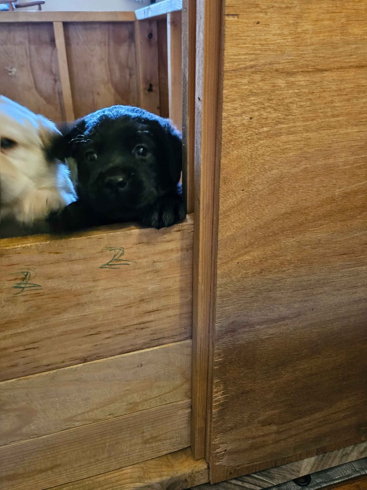 Labrador Retriever Puppies breeder image 6