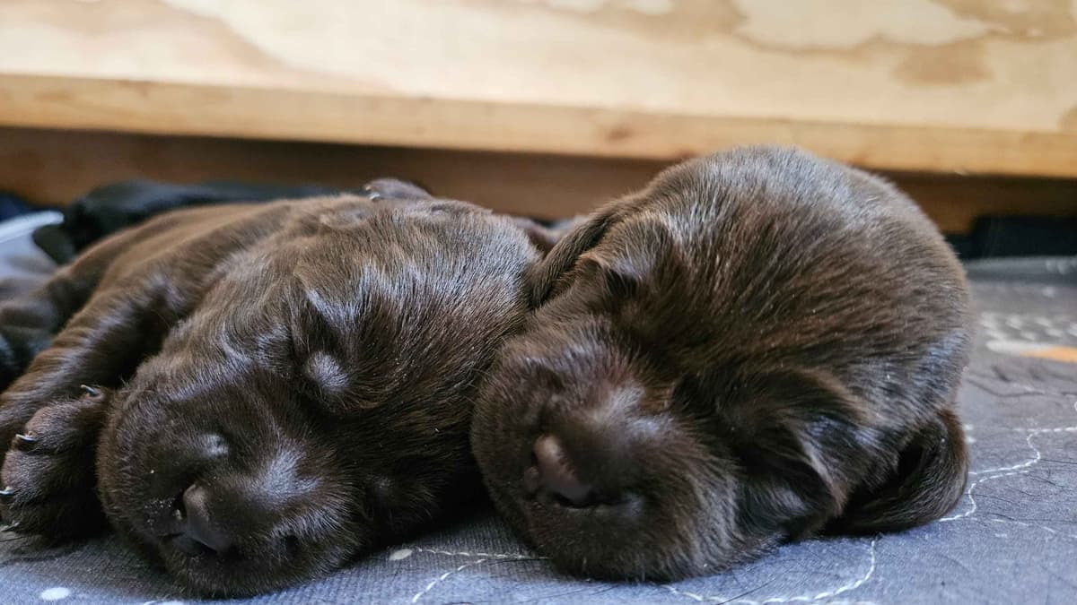 Labrador Retriever Puppies breeder image 7