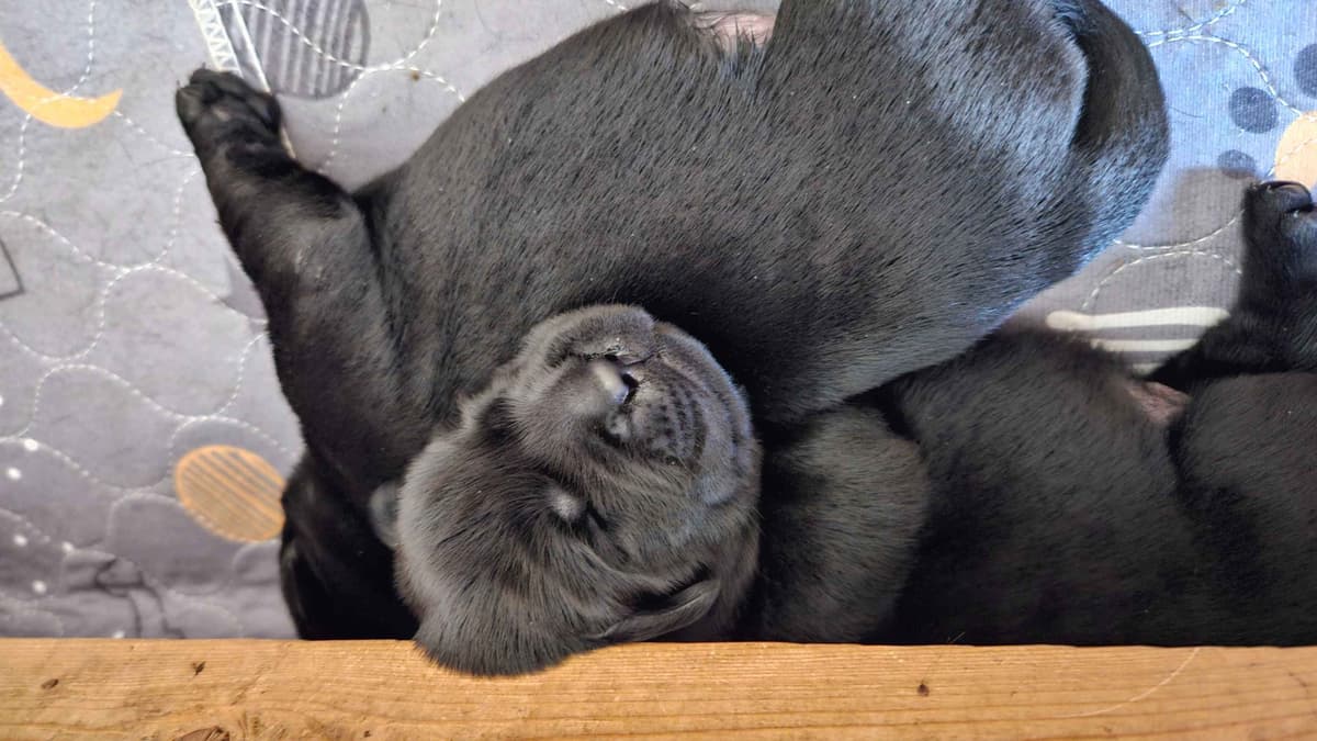 Labrador Retriever Puppies breeder image 9