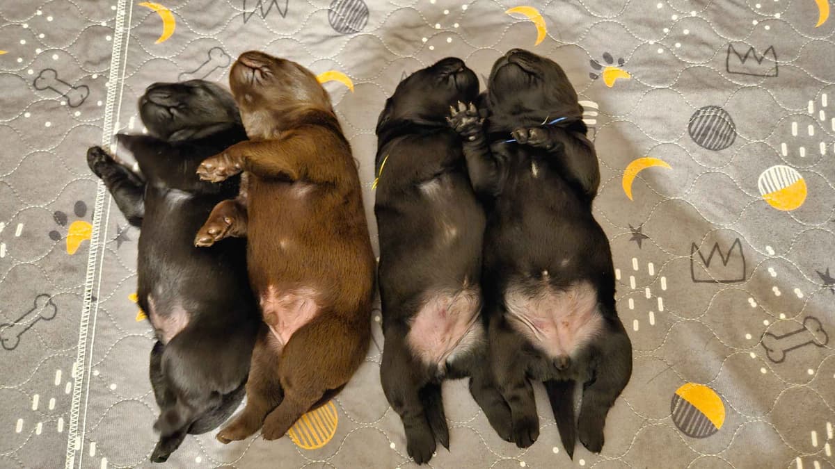 Labrador Retriever Puppies breeder image 10