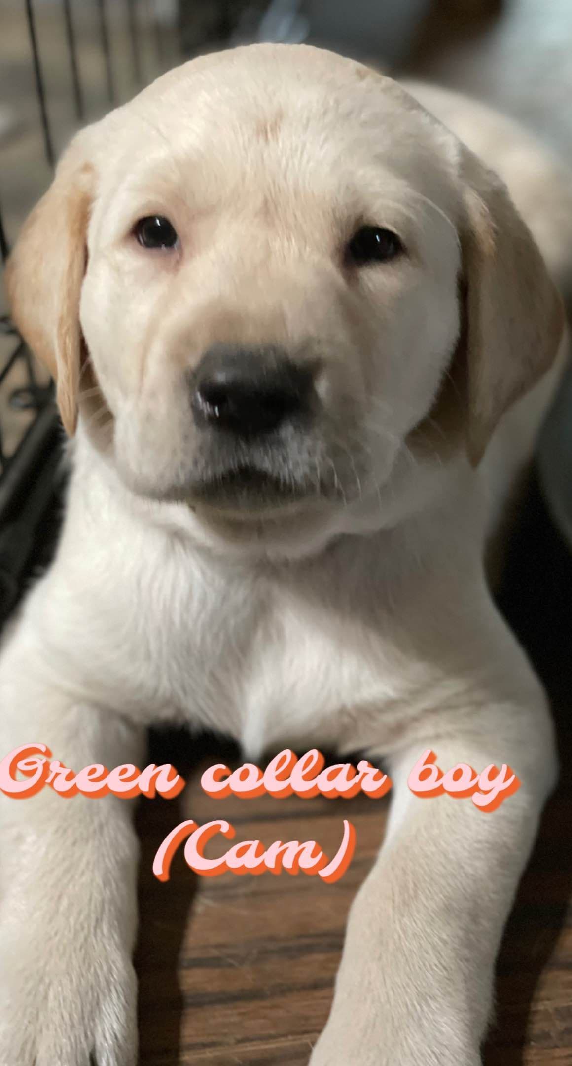 Labrador Retriever Puppies breeder image 1