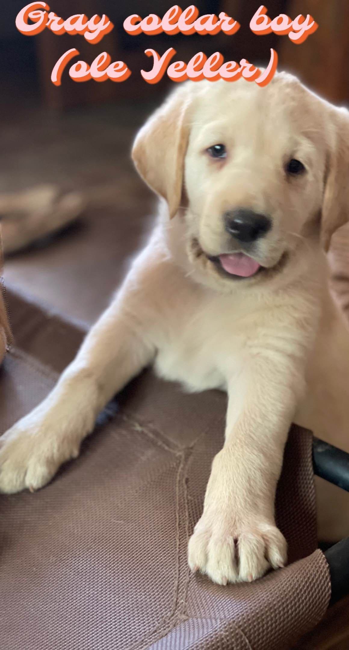 Labrador Retriever Puppies breeder image 2