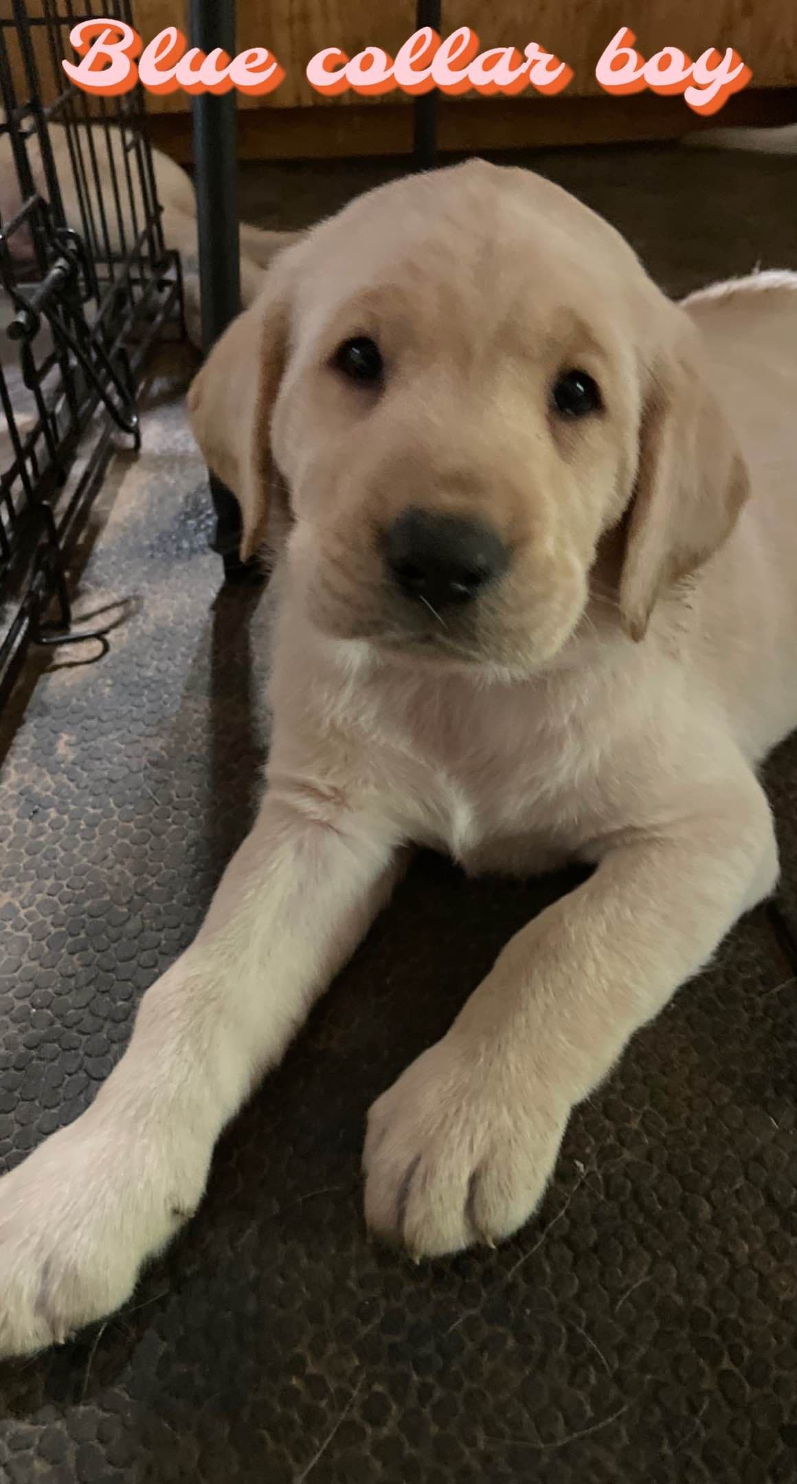 Labrador Retriever Puppies breeder image 3