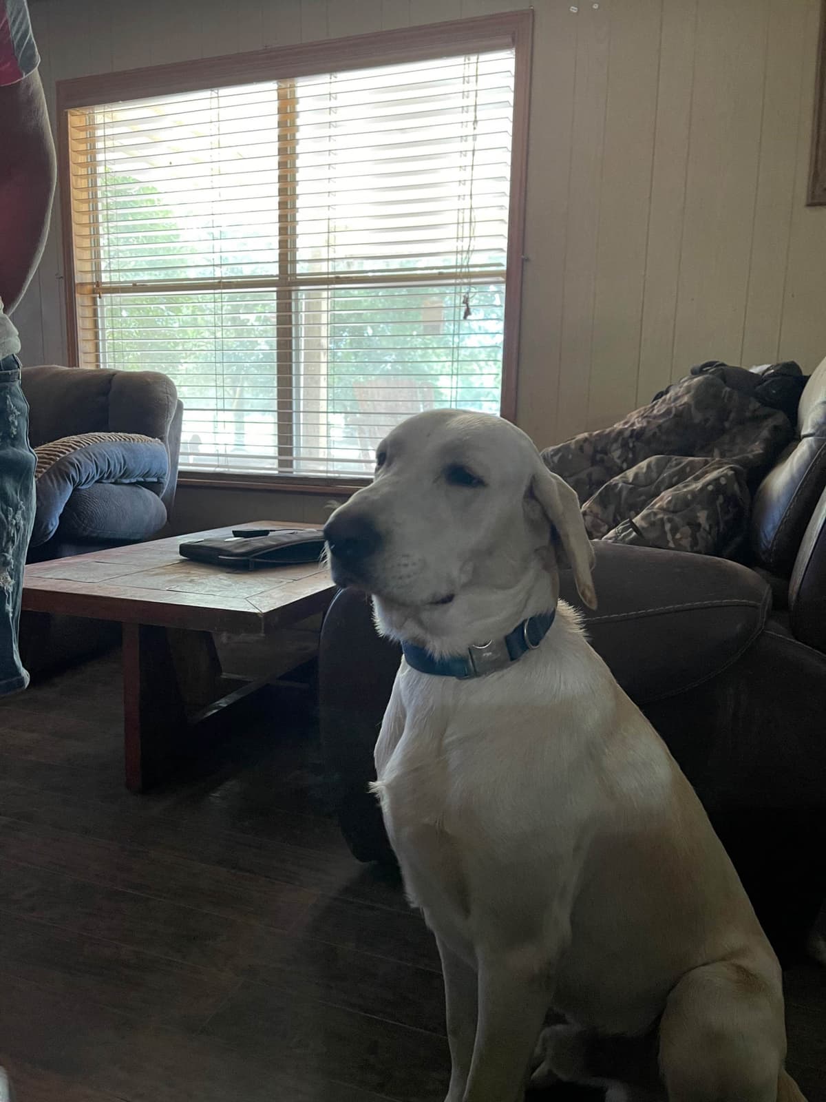 Labrador Retriever Puppies breeder image 6
