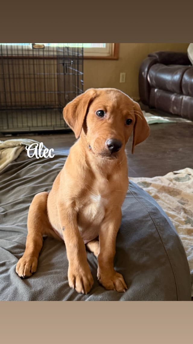 Labrador Retriever Puppies media 2