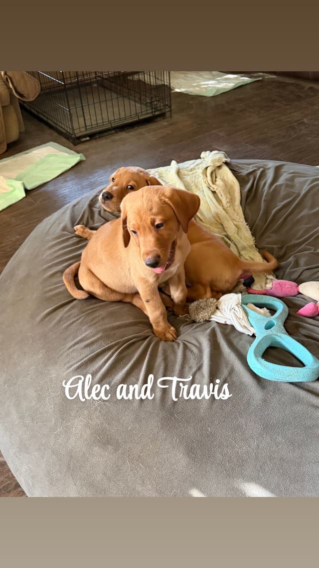 Labrador Retriever Puppies media 3