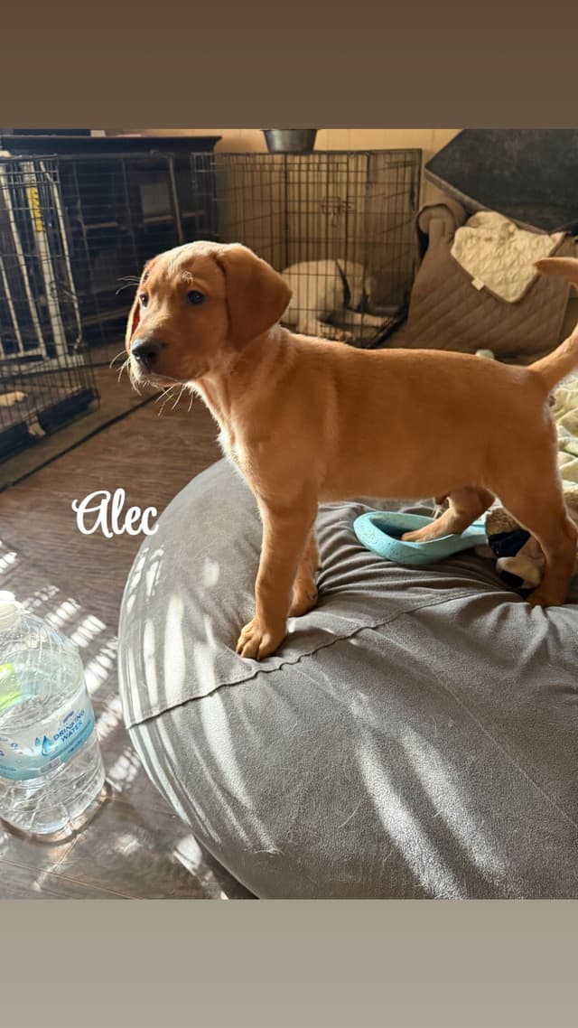 Labrador Retriever Puppies media 4