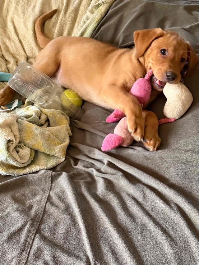 Labrador Retriever Puppies media 5