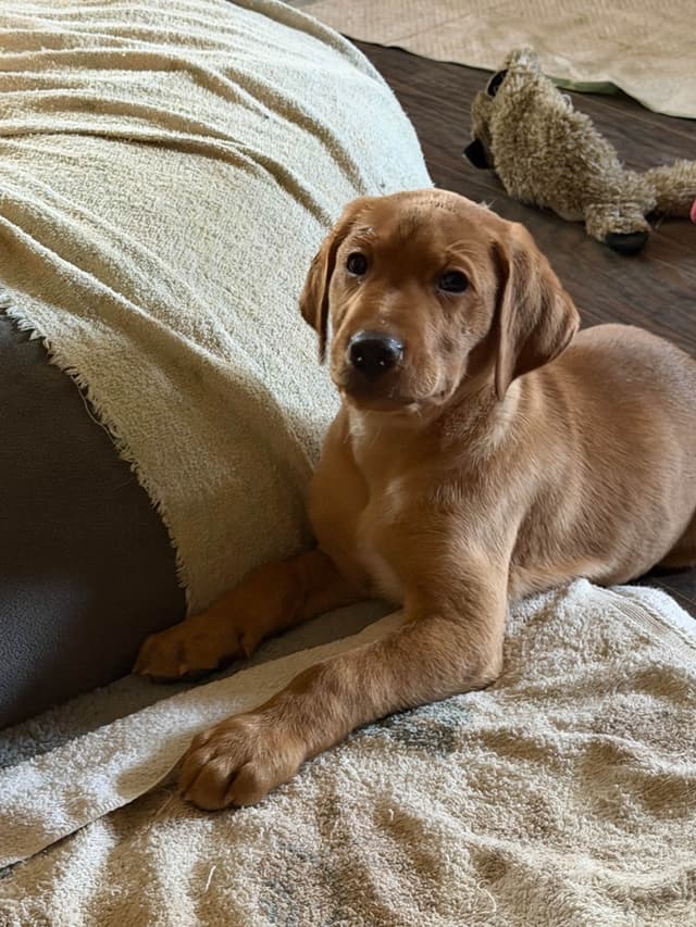 Labrador Retriever Puppies media 6