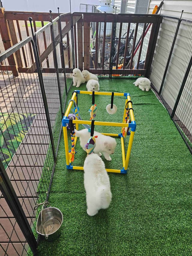 Samoyed Puppies media 2