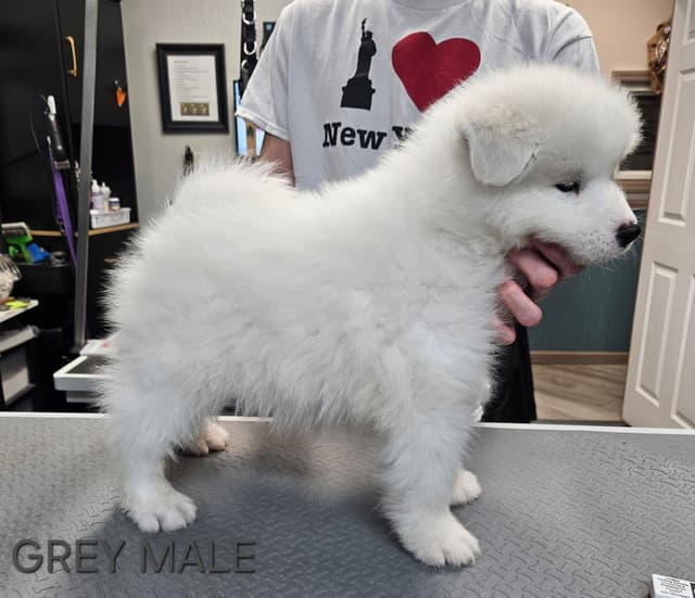 Samoyed Puppies media 5