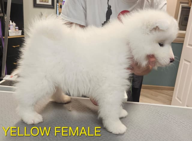 Samoyed Puppies media 6