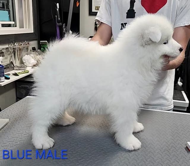 Samoyed Puppies media 7