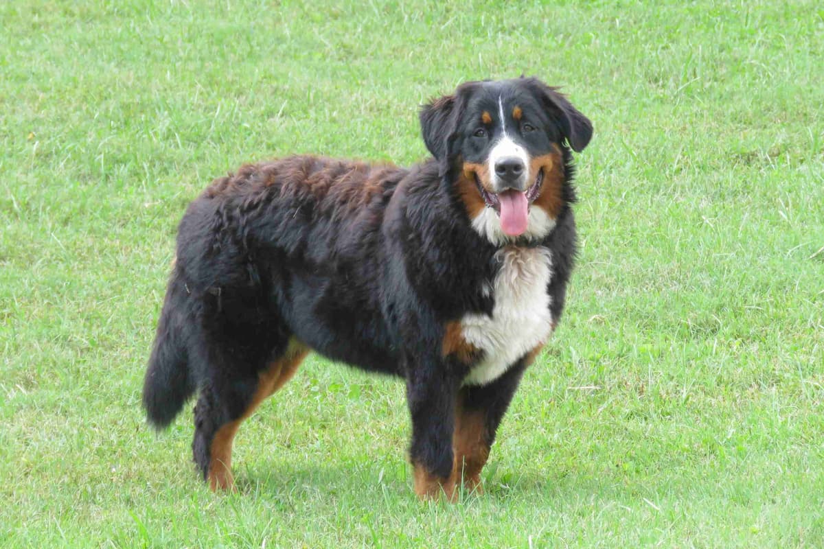 Bernese Mountain Dog Puppies breeder image 3