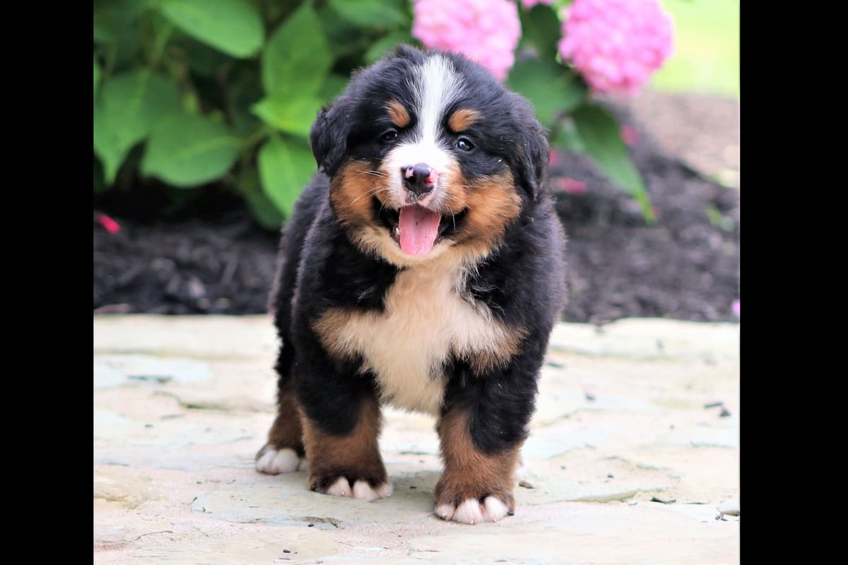 Bernese Mountain Dog Puppies breeder image 1