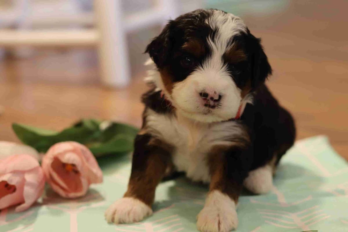Bernese Mountain Dog Puppies breeder image 6