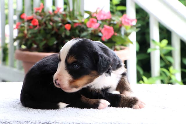 Bernese Mountain Dog Puppies media 2