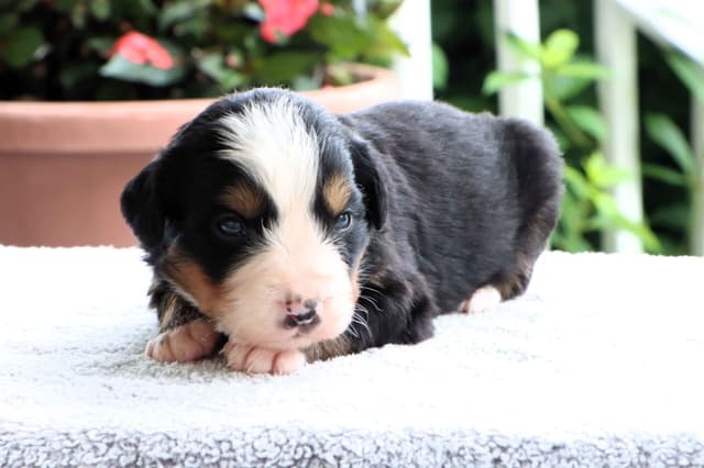 Bernese Mountain Dog Puppies media 3