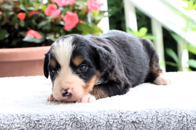 Bernese Mountain Dog Puppies media 4
