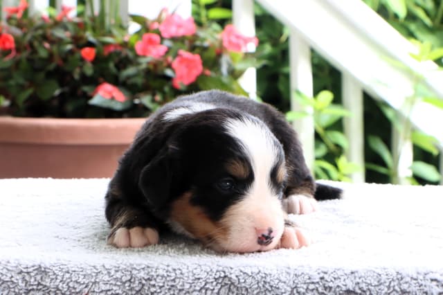 Bernese Mountain Dog Puppies media 5