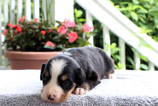 Bernese Mountain Dog Puppies media 6