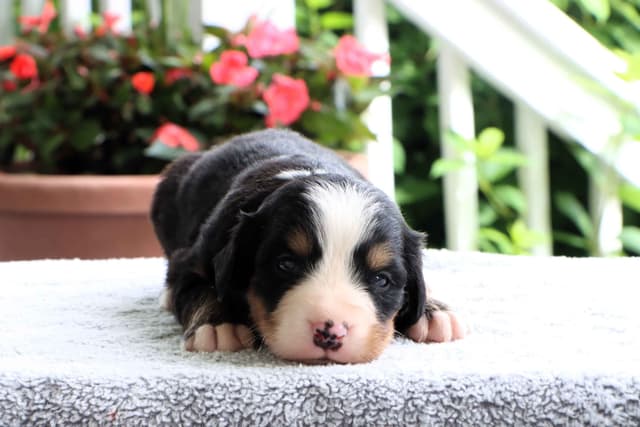 Bernese Mountain Dog Puppies media 7