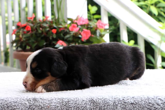 Bernese Mountain Dog Puppies media 8