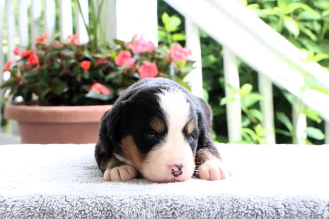 Bernese Mountain Dog Puppies media 10