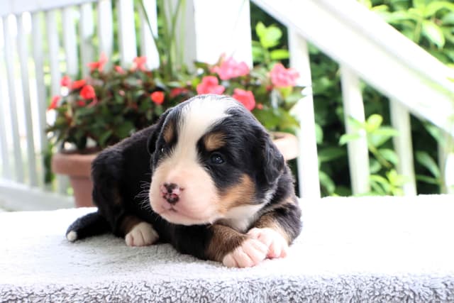 Bernese Mountain Dog Puppies media 11