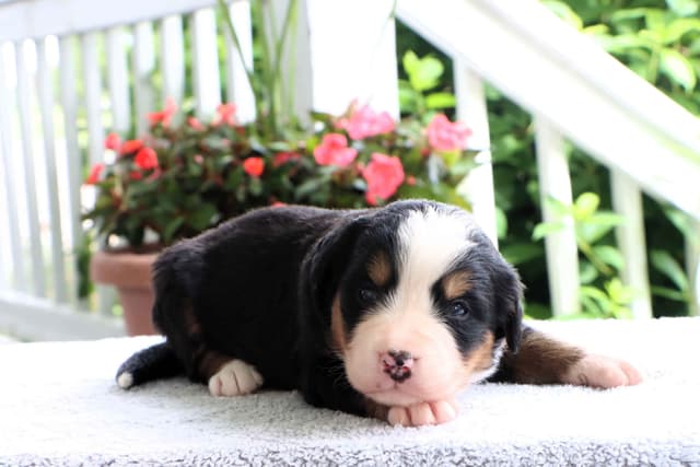 Bernese Mountain Dog Puppies media 12