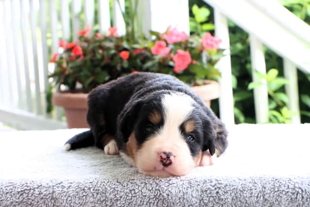 Bernese Mountain Dog Puppies media 13
