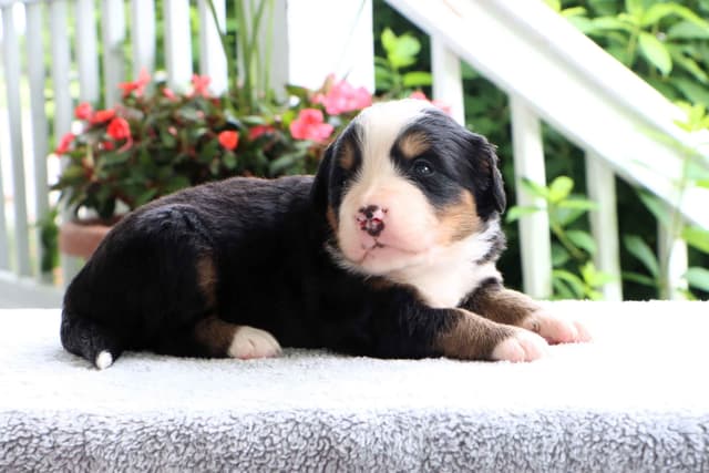 Bernese Mountain Dog Puppies media 14
