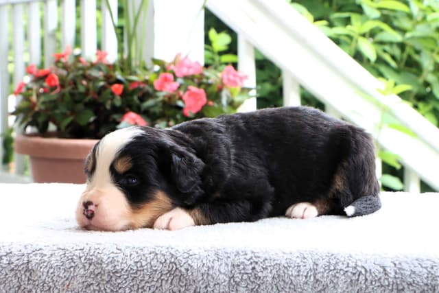 Bernese Mountain Dog Puppies media 15