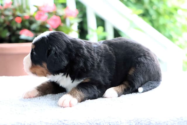 Bernese Mountain Dog Puppies media 16