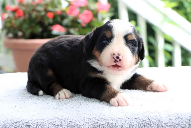Bernese Mountain Dog Puppies media 18